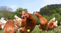 Frische Freiland Hühnereier Baden-Württemberg - Schönwald im Schwarzwald  Vorschau