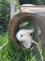 Mini Lop NHD Zwergwidder mit blauen Augen ab Mitte Juni Bayern - Lindau Vorschau