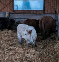 Schottische hochland Rinder  Stier Bayern - Aletshausen Vorschau