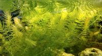 Aquarium Pflanze Wasserlinsen und Hornkraut Baden-Württemberg - Aalen Vorschau