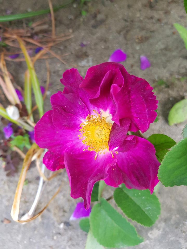 ❤ Historische Rose ❤ in rot ungefüllte Strauchrose in Pulsnitz