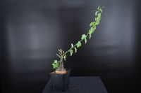 Adenia spinosa (Passifloraceae) - Caudex sehr selten Hessen - Bruchköbel Vorschau