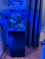 Red Sea Max Nano 75 l Aquarium  inkl Unterschrank Bayern - Monheim Vorschau
