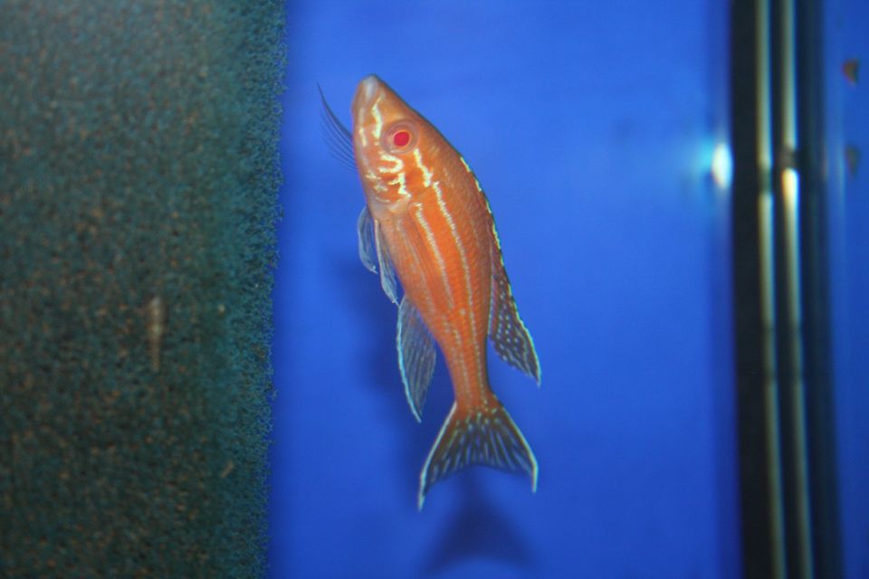 Paracyprichromis nigripinnis Albino, Tanganyikasee in Niederbergkirchen