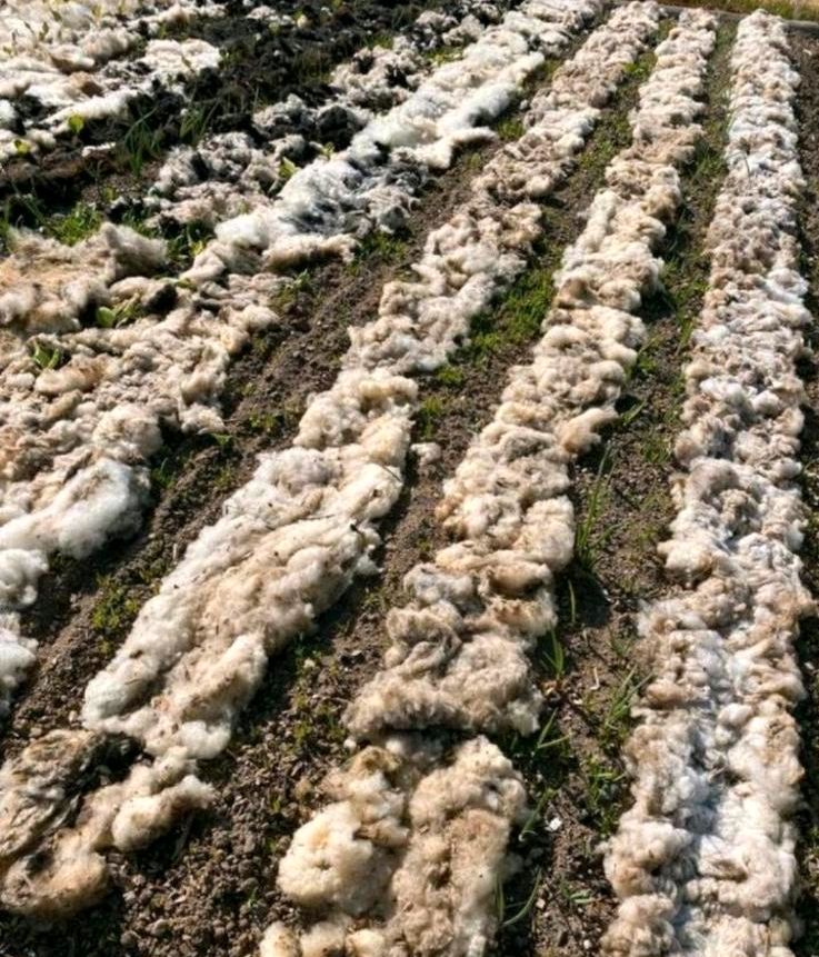 Schafswolle Rohwolle Schafwolle Wolle organischer BIO Dünger in Windeck