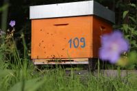 12er Dadant-Beute inklusive Bienen Baden-Württemberg - Rosenfeld Vorschau