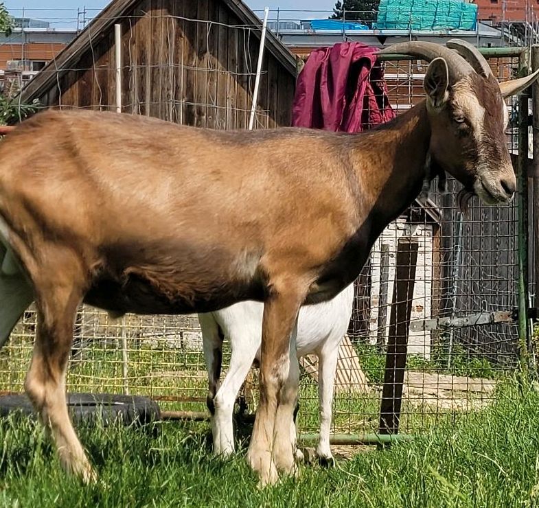 Merlin sucht ein Zuhause :) in Taufkirchen Vils