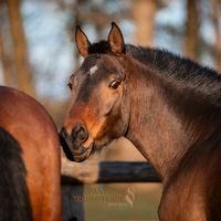 Zauberhafter, charismatischer PRA-Wallach/Reitpferd/Pferd Schleswig-Holstein - Traventhal Vorschau