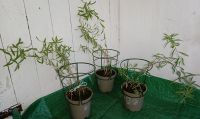 Estragon ca. 40 cm hoch 2€ pro Pflanze winterhart Artemisia Nordrhein-Westfalen - Pulheim Vorschau
