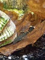 Antennenwels/Putzerfisch/Ancistrus sp. Bayern - Oberpöring Vorschau