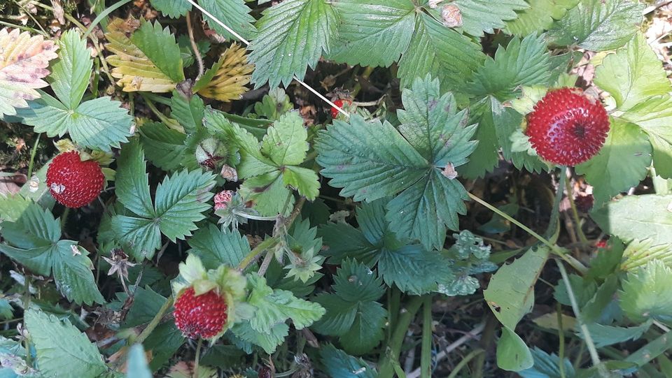 Indische Scheinerdbeeren in Raubling