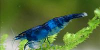 Blaue Neocaridina Garnelen Niedersachsen - Lilienthal Vorschau