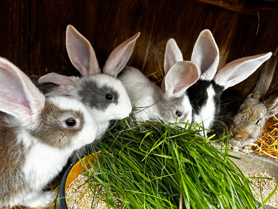 Deutsche Riesen☀️Hasen,Kaninchen,mehrere Jungtiere in Quedlinburg