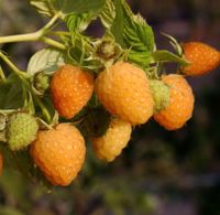 Gelbe Himbeere Sachsen - Lampertswalde bei Großenhain Vorschau