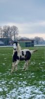 Black Tobiano Doppelt homozygoter Paint Horse Hengst Top Nordrhein-Westfalen - Monheim am Rhein Vorschau