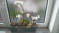 Orchideen Zimmerpflanzen Bayern - Sulzbach a. Main Vorschau