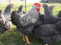 verschiedene Hühner zu verkaufen Niedersachsen - Auetal Vorschau