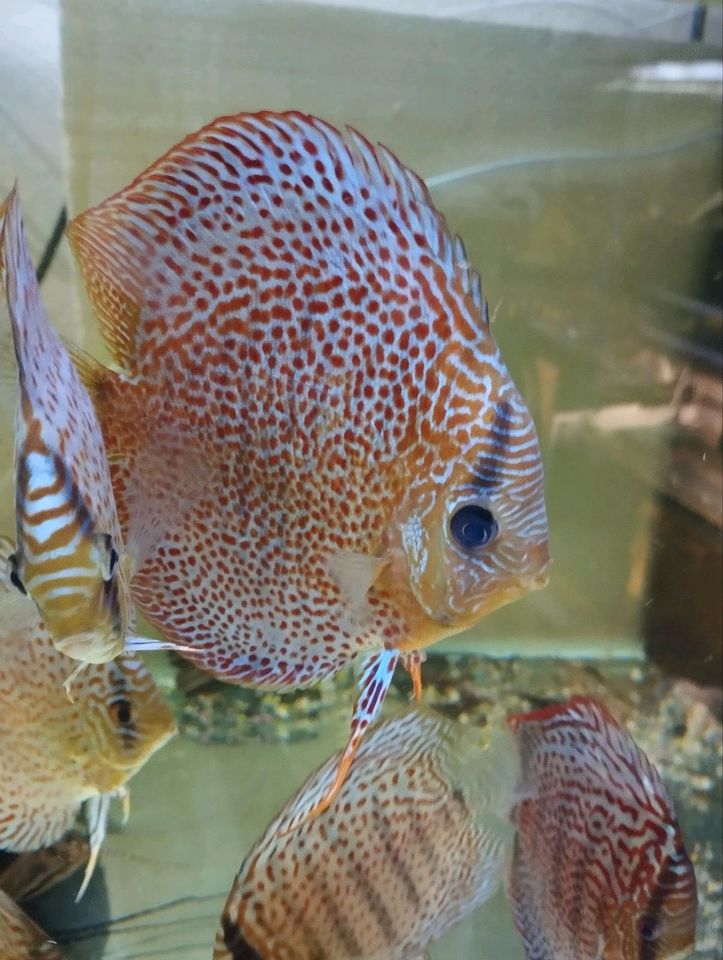 Diskus Ausgewachsene Tiere in ver.Farben. in Frohburg