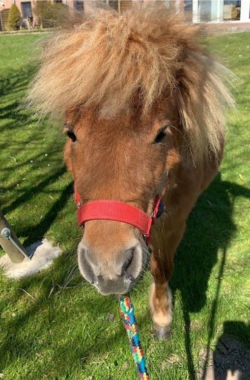 Mini Shetty Hengst in Marne