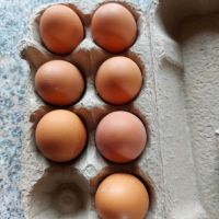 Freilandhühner Eier Bayern - Auerbach Vorschau