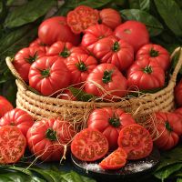 Tomate Canakkale 20 Samen - Türkische Tomate Samenfest Saatgut Nordrhein-Westfalen - Viersen Vorschau