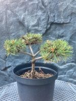 Pinus mugo Mops Bonsai Nordrhein-Westfalen - Blomberg Vorschau