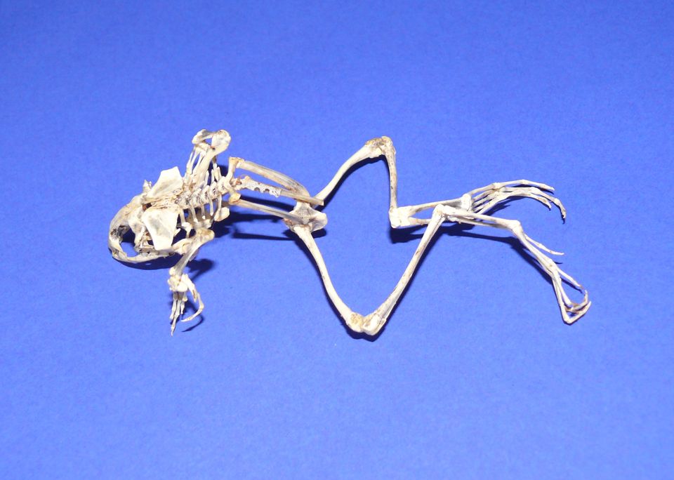 Frosch Skelett, sehr filigran. ca. 10 cm lang in Altdorf bei Nürnberg
