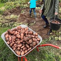 Sarpo Mira Kartoffel (Pflanzkartoffel) Baden-Württemberg - Friesenheim Vorschau