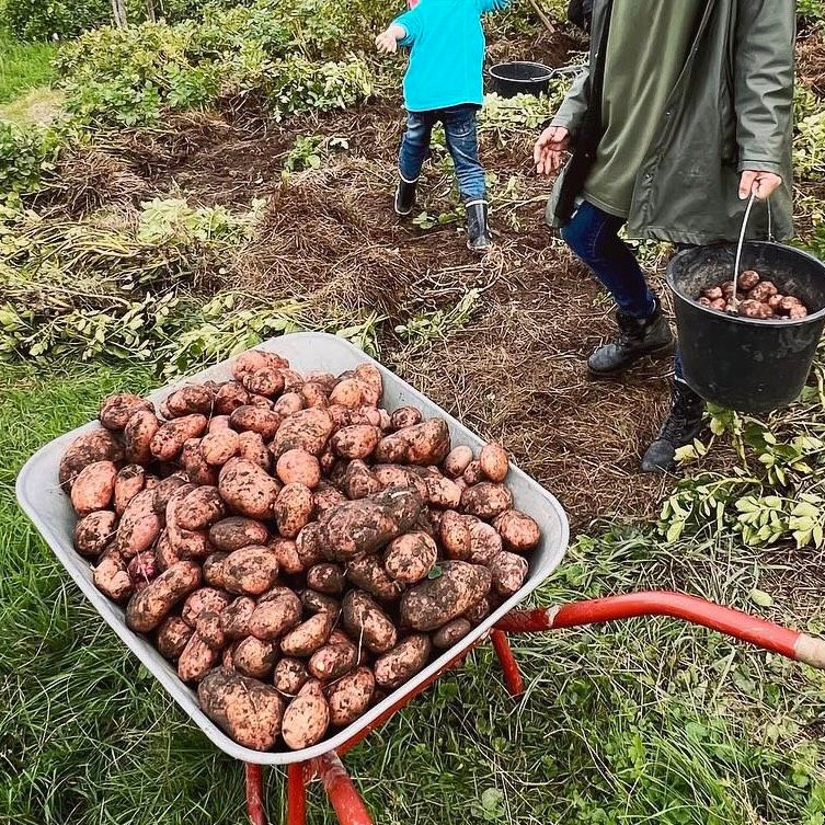 Sarpo Mira Kartoffel (Pflanzkartoffel) in Friesenheim