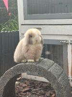 Ab sofort ❤️ Minilop Mini Lop minilops Zwergkaninchen Kaninchen Rheinland-Pfalz - Mainz Vorschau