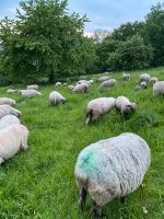 Shropshire Schafe Bayern - Mömbris Vorschau