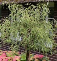 Geschlitztblättrige Zwerg Birke Karaca 40-50cm - Betula pendula Niedersachsen - Bad Zwischenahn Vorschau