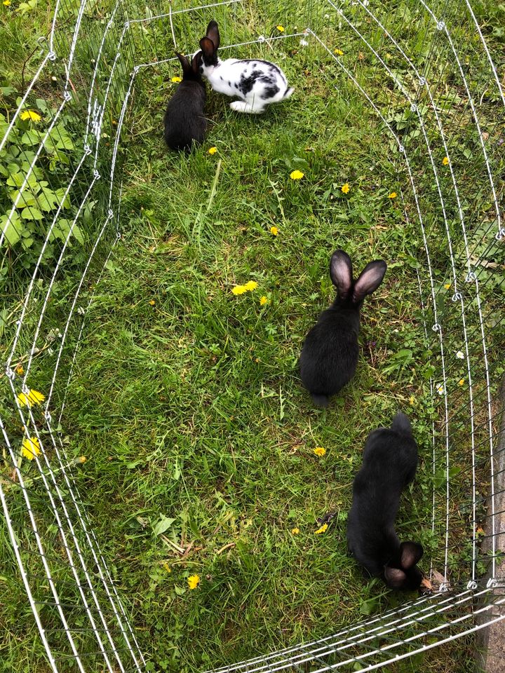 Junge Hasen, Kaninchen, Stallhasen in Oberndorf am Lech