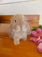 Mini Lop Minilop Zwergwidder Häsin Zwergkaninchen Kaninchen Bayern - Markt Rettenbach Vorschau