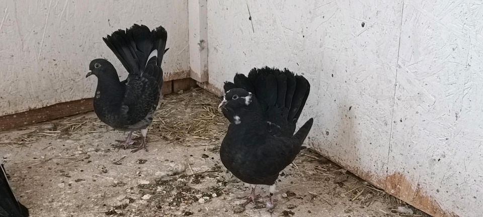 Ein paar Pfau Tauben zum verkaufen in Bremen