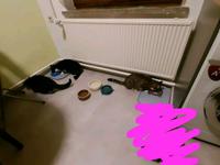 kastrierte Kater Sachsen-Anhalt - Bördeland Vorschau