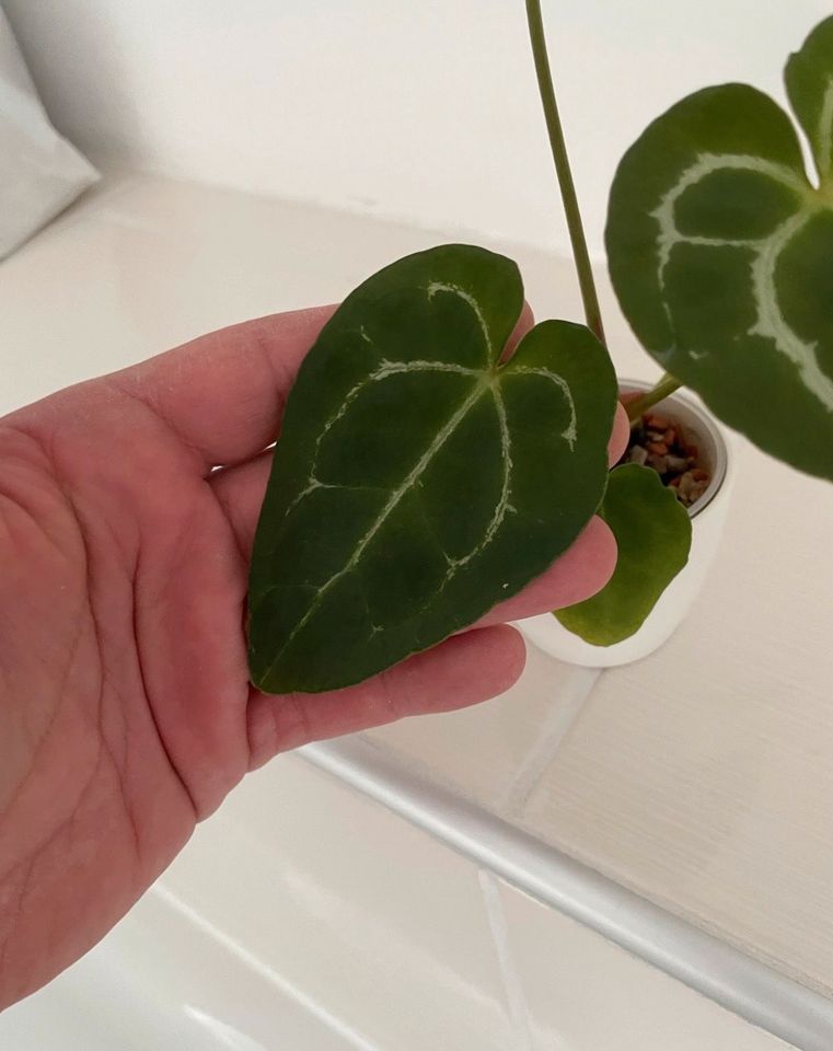 anthurium crystallinum x noID in Dortmund