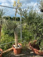 Winterharte Yuccapalme Yucca rostrata 1,5m Nordrhein-Westfalen - Nordkirchen Vorschau