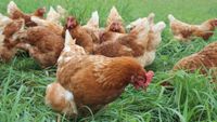 Eier, Eier von freilaufenden Hühner aus Mobilstall Bayern - Fürstenfeldbruck Vorschau
