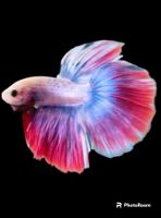 Betta Splendens Mascot Halfmoon Kampffisch Männchen Baden-Württemberg - Oberderdingen Vorschau