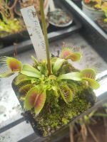 Dionaea Muscipula BCP Giant Form Berlin - Lichtenberg Vorschau