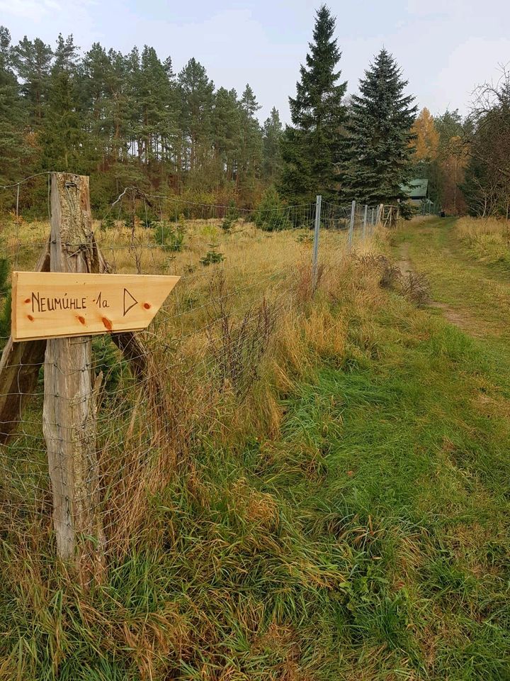 Natururlaub. FERIENHAUS in Waldlichtung in Seenähe in Lübberstorf