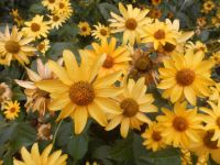 Stauden Sonnenblume Helianthus winterhart blüht reichlich Berlin - Treptow Vorschau