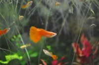 Hochzucht Guppy Albino Full Red Delta Tail Baden-Württemberg - Staufen im Breisgau Vorschau