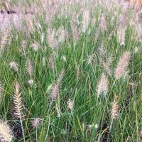 Lampenputzgras Pennisetum alopecuroides Hameln Pflanze Gräser Schleswig-Holstein - Wrist Vorschau