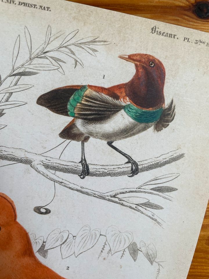 Print jetzt Zeichnung Bild Rostock eBay Kleinanzeigen Paradiesvogel Kleinanzeigen in | - ist Vögel Poster Stadtmitte Vintage