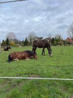 Offenstallplatz frei 2-3 Plätze Niedersachsen - Neu Wulmstorf Vorschau