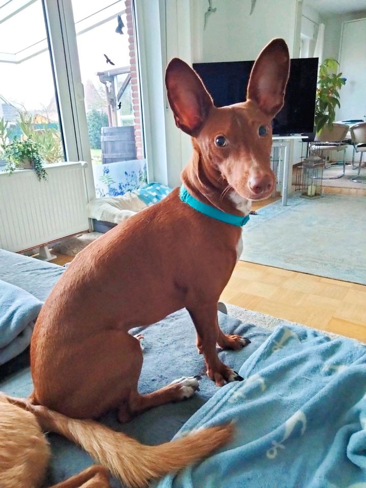 BOLT Podenco Maneto Rüde Tierschutz Hund in Norden