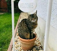 Katze Püppi vermisst- Finderlohn!!! Thüringen - Bürgel Vorschau