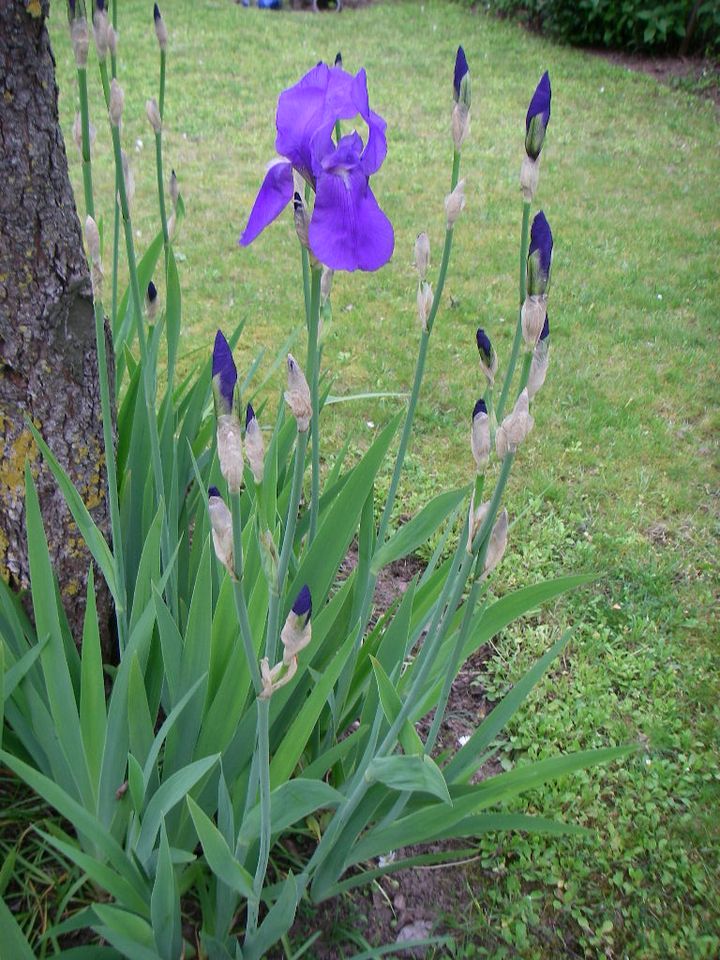 Schwerlilien Lilie Gartenpflanze Garten Pflanze lila in Niedernberg